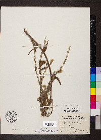 Amsinckia menziesii image