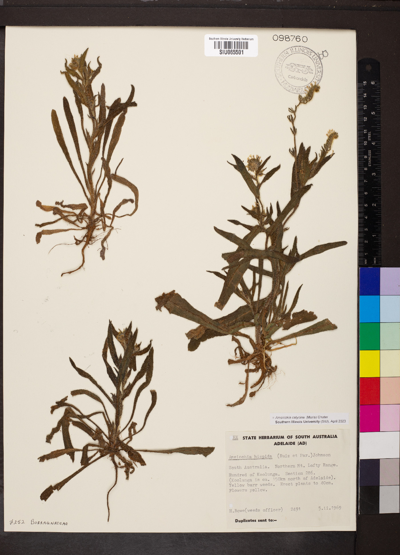 Amsinckia calycina image