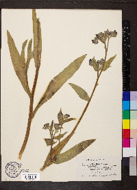 Anchusa officinalis image