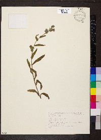 Anchusa officinalis image