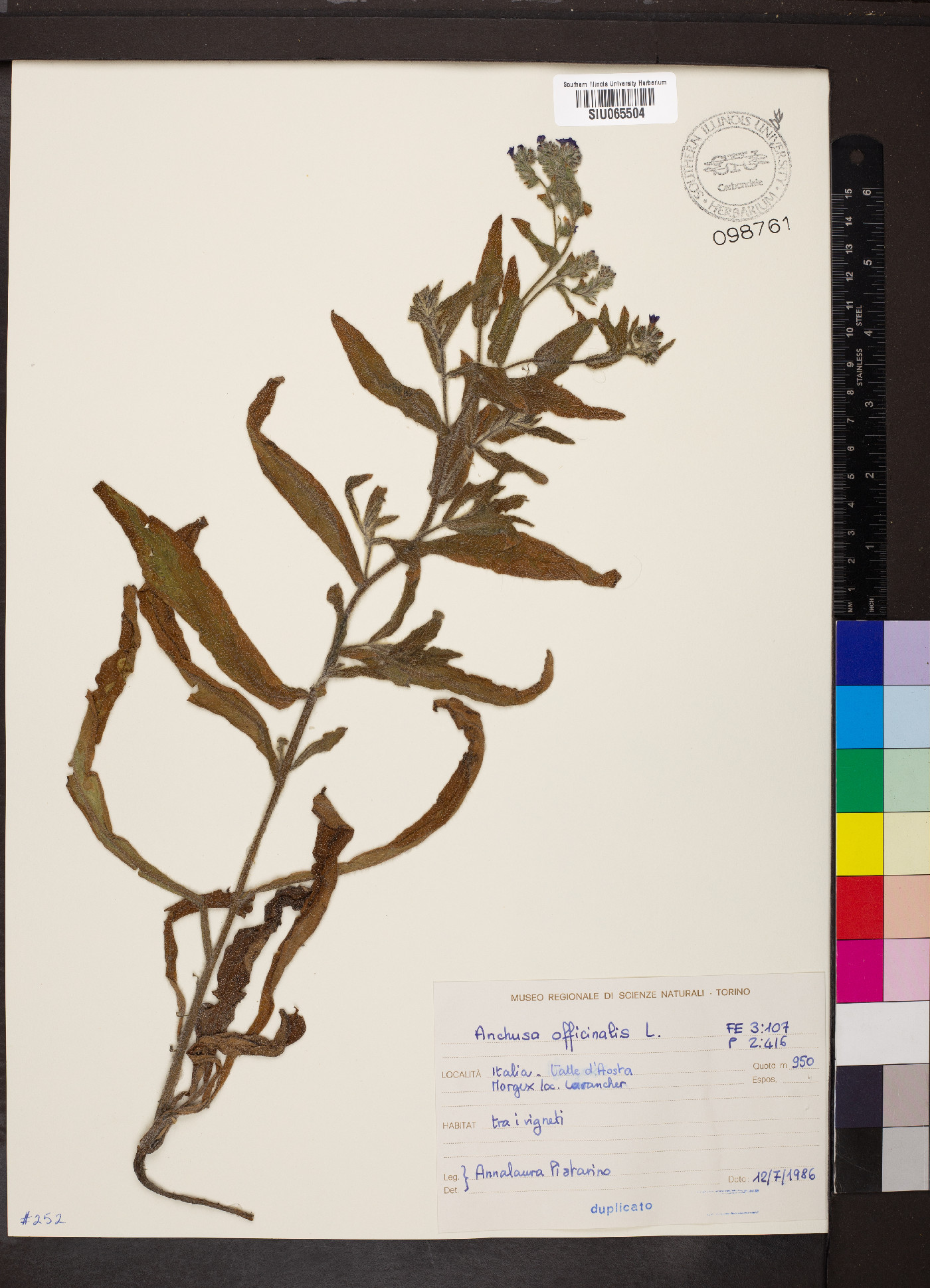 Anchusa officinalis image