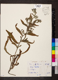 Anchusa officinalis image