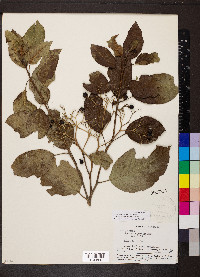 Bourreria andrieuxii image