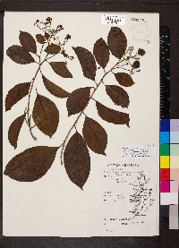 Bourreria mollis image