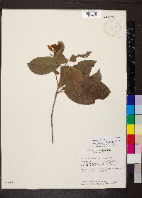 Bourreria mollis image