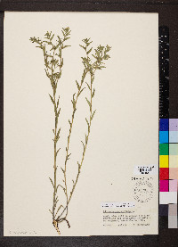 Buglossoides arvensis image