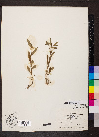 Buglossoides arvensis image