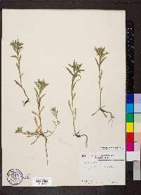 Buglossoides arvensis image