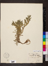 Buglossoides arvensis image