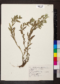 Buglossoides arvensis image