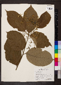 Cordia bicolor image