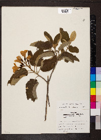 Cordia boissieri image