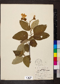 Cordia boissieri image