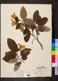 Cordia boissieri image