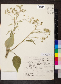 Cordia elaeagnoides image