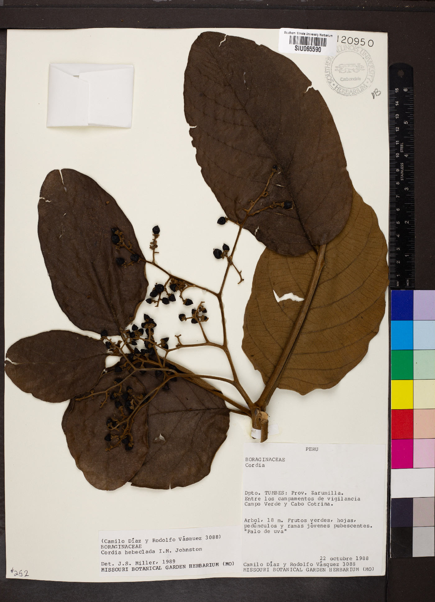 Cordia hebeclada image
