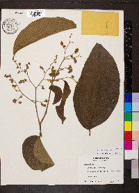 Cordia panamensis image