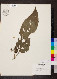 Cordia panamensis image