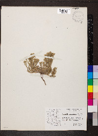 Cryptantha crassisepala image