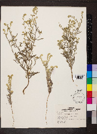 Cryptantha nevadensis image