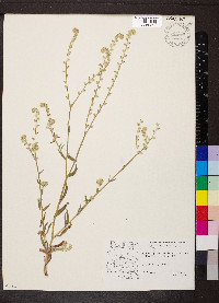 Cryptantha nevadensis image