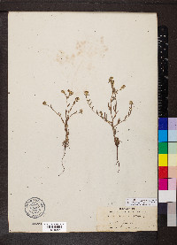 Cryptantha torreyana image