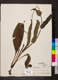 Cynoglossum virginianum image