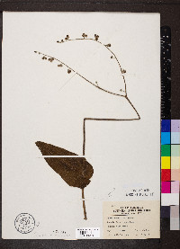 Cynoglossum virginianum image