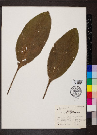 Cynoglossum virginianum image