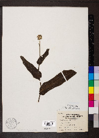 Cynoglossum virginianum image