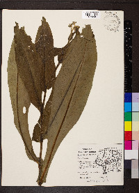 Cynoglossum virginianum image