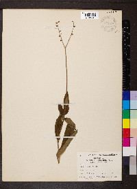 Cynoglossum virginianum image