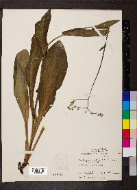 Cynoglossum virginianum image