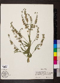 Cynoglossum officinale image