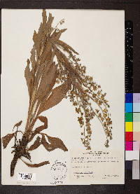 Cynoglossum officinale image