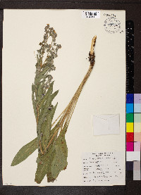 Cynoglossum officinale image