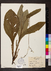 Cynoglossum virginianum image