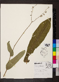 Cynoglossum virginianum image