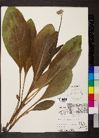 Cynoglossum virginianum image
