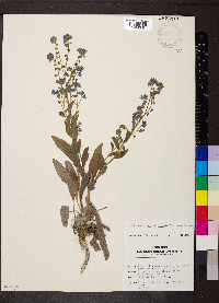 Cynoglossum amabile image