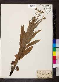 Cynoglossum officinale image