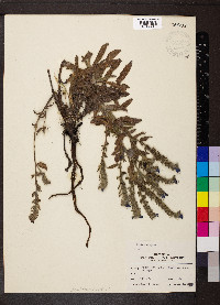 Echium vulgare image