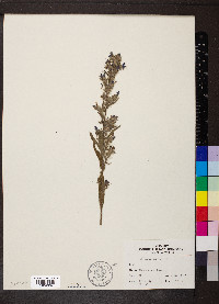 Echium vulgare image