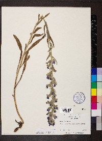 Echium vulgare image