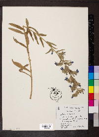 Echium vulgare image