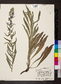 Echium vulgare image