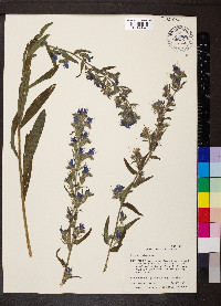 Echium vulgare image