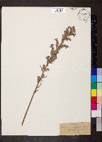 Echium vulgare image