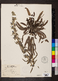 Echium vulgare image