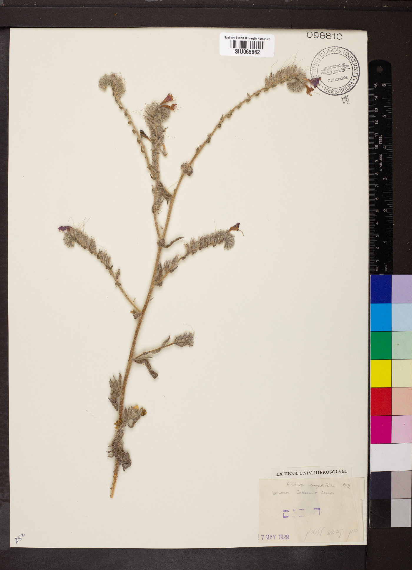 Echium angustifolium image